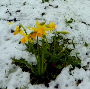 Daffodils in snow from morgue