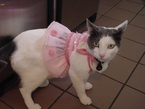 Cat in a pink ballet costume