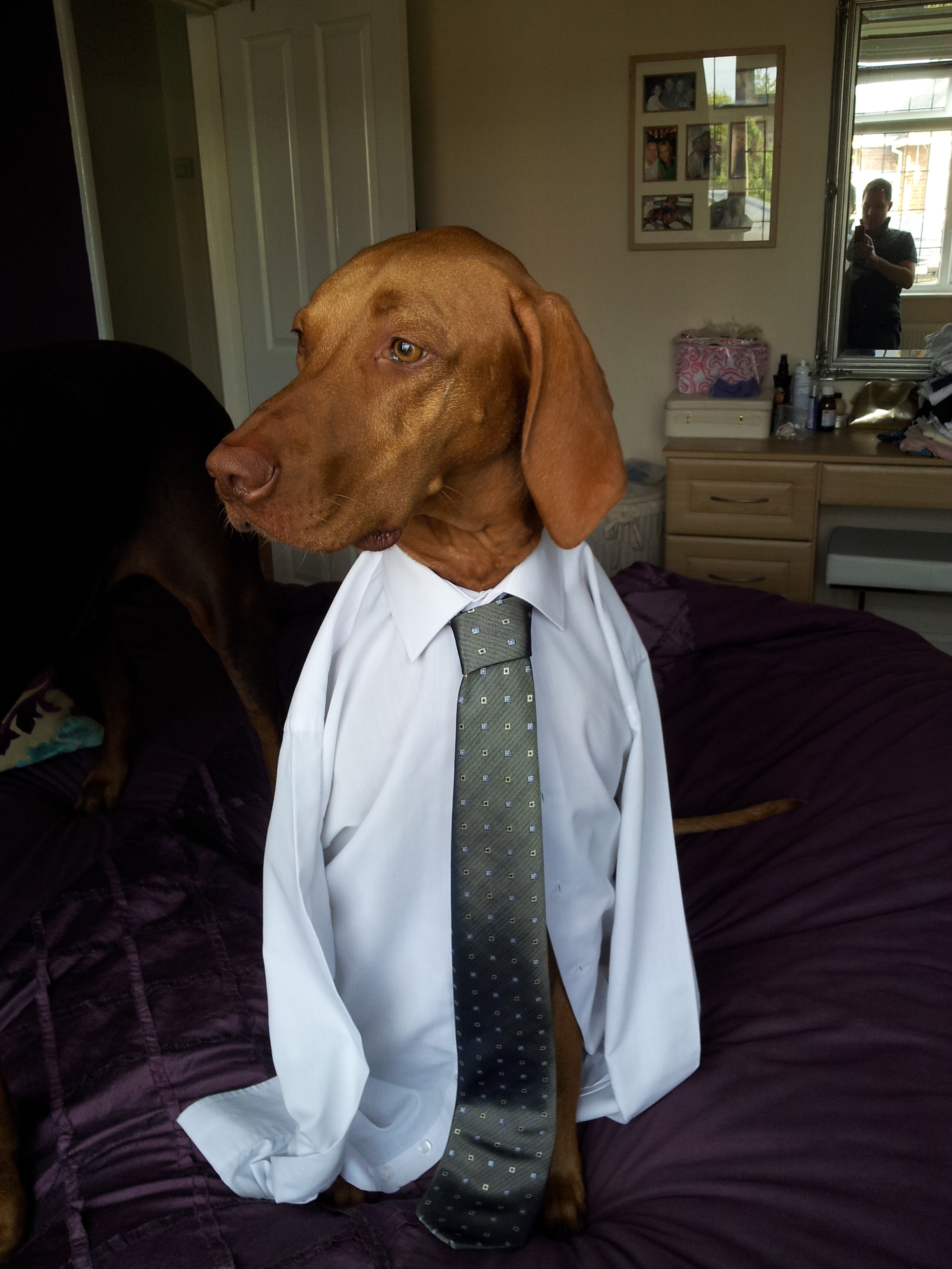 Oscar the dog in a shirt and tie