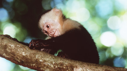 Capuchin monkey: animal experiences
