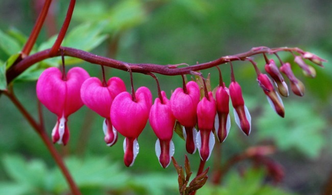 flowerbleedingheart