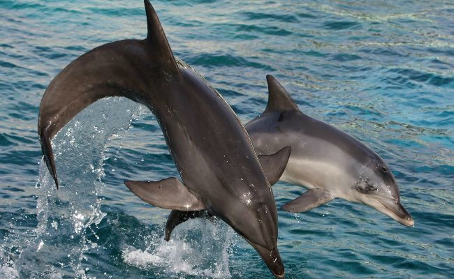 Head to Cornwall and see the dolphins this summer!