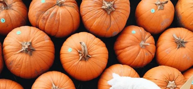 Pumpkins - haunted halloween