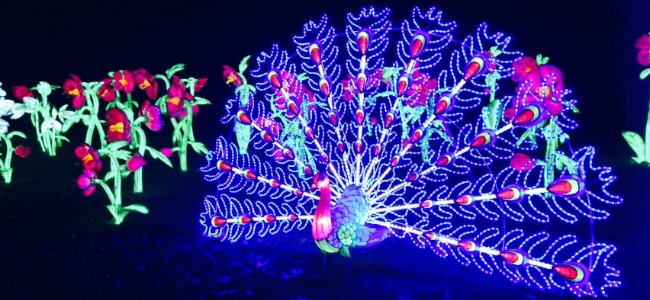 peacock light at Kew - best Christmas markets