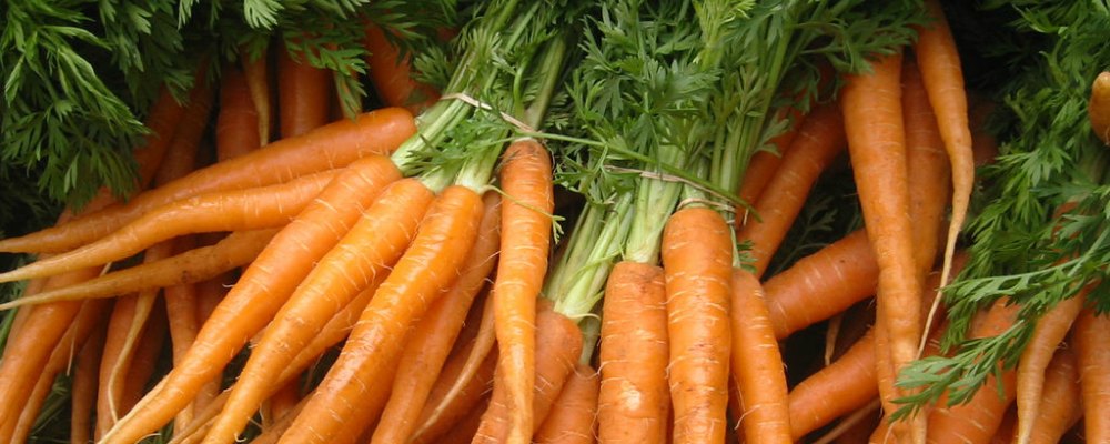 Carrots make excellent pet treats that are healthy and delicious.
