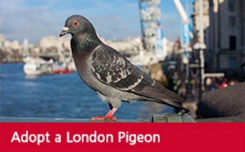 New experiences - adopt a london pigeon